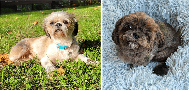 Two Hearts, One Home: Tiger and Angel’s Journey as a Bonded Pair Looking for a Family